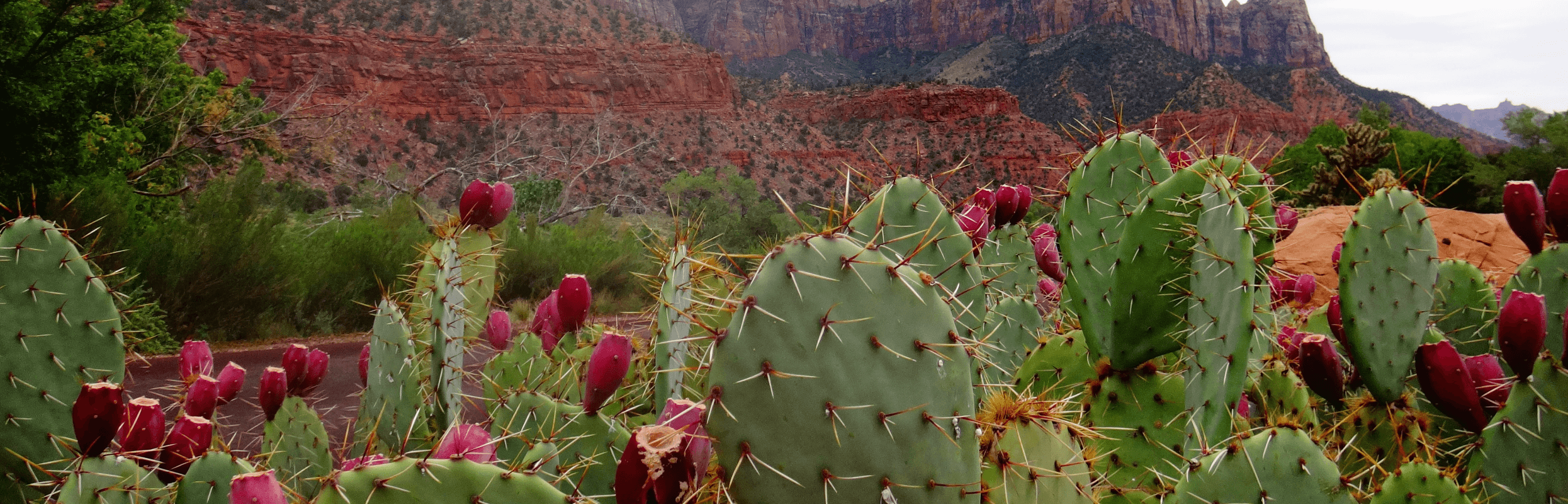 Site web Argan & Cactus Scents